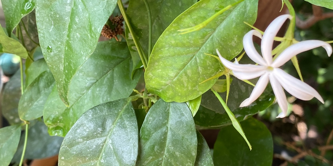 Комнатные жасмины