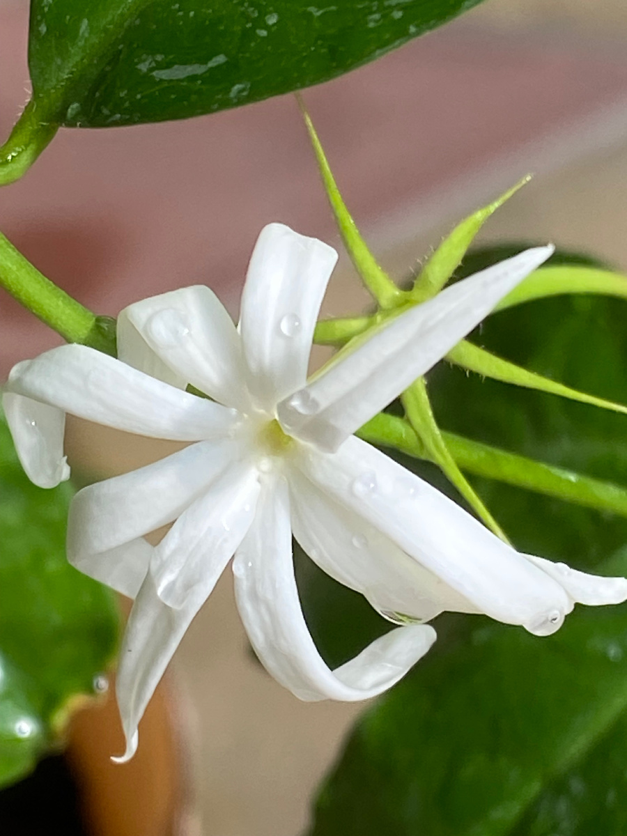 Аденофиллум