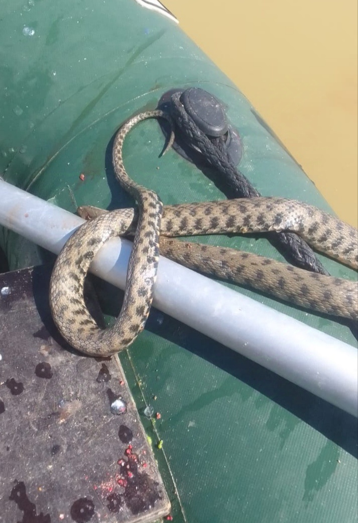 Огромная змея заползла в мою лодку.