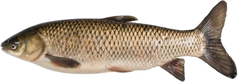 Азиатский карп (Asian Carp)