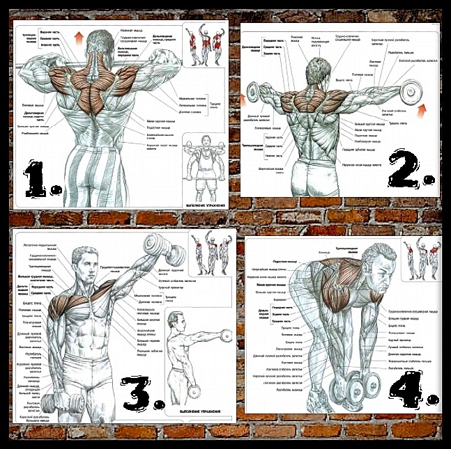 Схемы взяты из книги Ф. Делавье "Анатомия силовых упражнений". Упражнения для дельт: 1- Тяга штанги перед собой, 2-махи с гантелями через стороны, 3-махи перед собой, 4-махи через стороны в наклоне. 