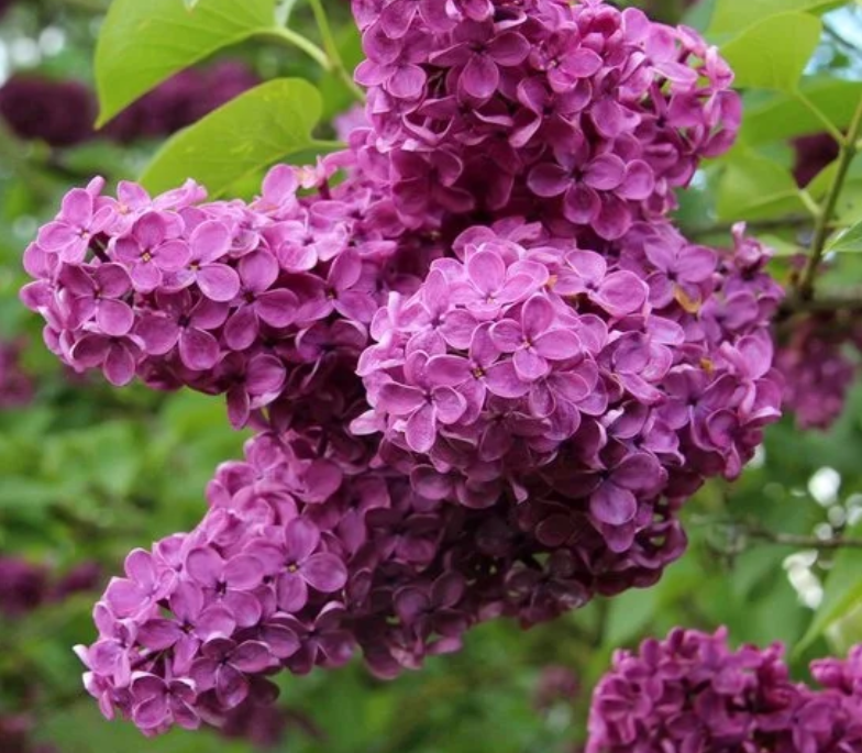 Это сорт "Чарльз Джоли"