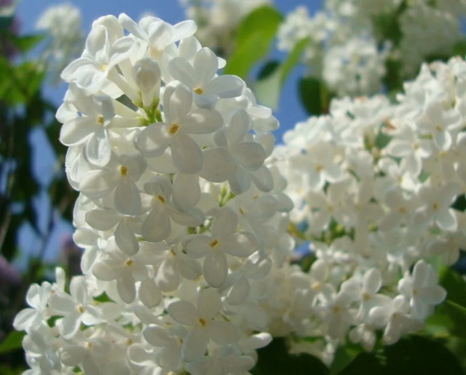 Так цветёт в Красноярске "Маленький принц". В нашем саду в Тюмени он цветёт так же, а вот дома в Голышманово ещё не цвёл - в этом году ему только три года.