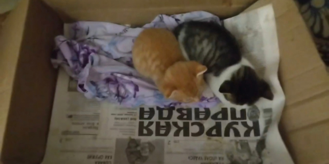 - Вот такая она "Курская правда" - Вздохнула женщина, глядя на  два беззащитных комочка