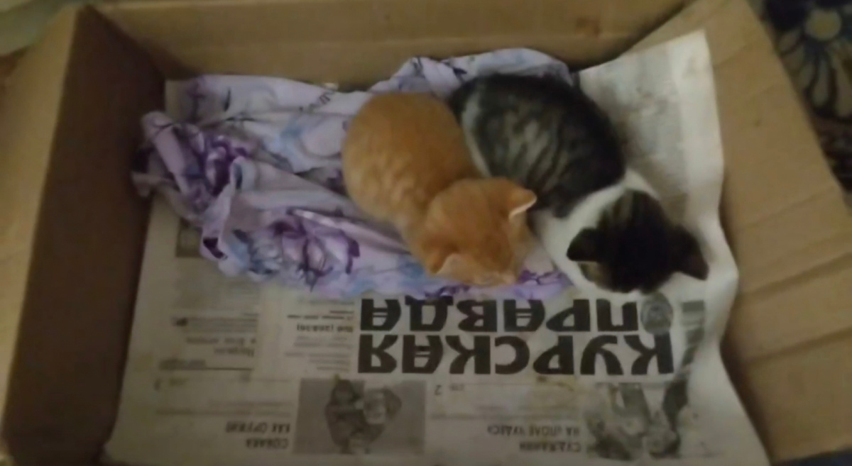 Те самые котятки на газетке...