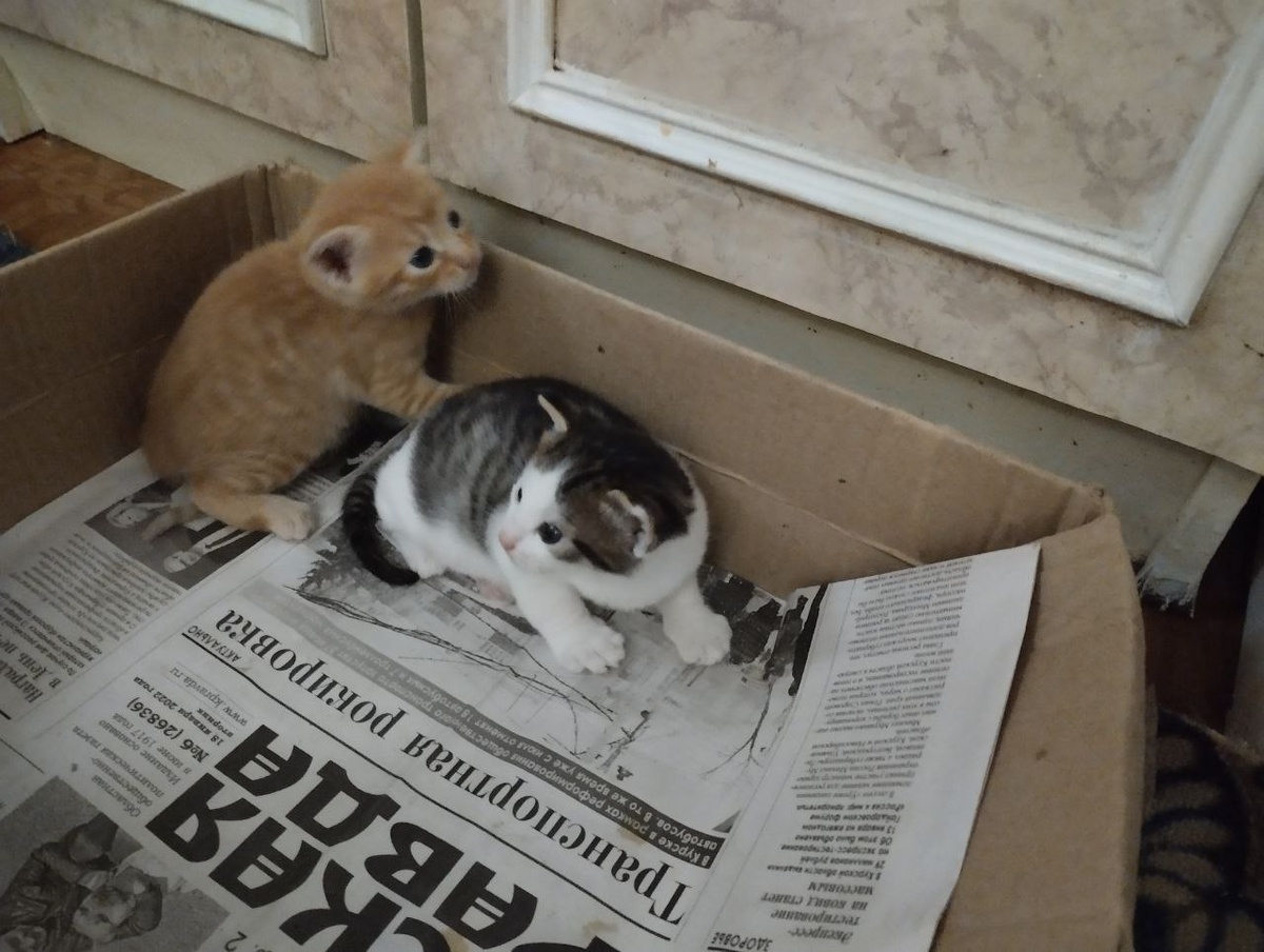 Совсем крохотные детки💔