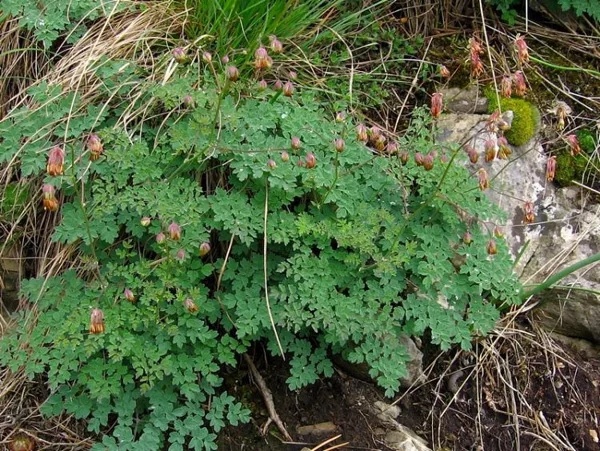 Василистник вонючий