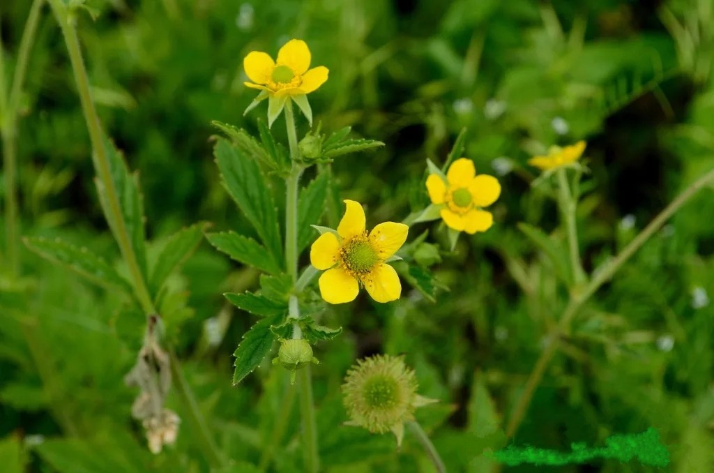 Гравилат городской