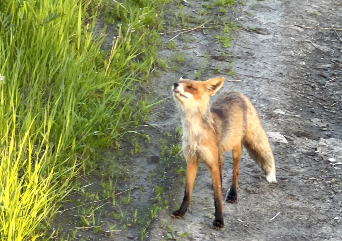    Россиянам назвали самую распространённую схему заболевания бешенством