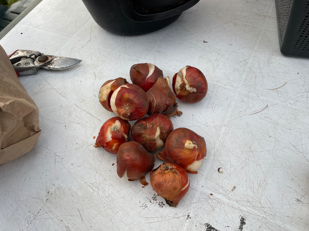 Луковицы тюльпанов сорт Оранж Лион