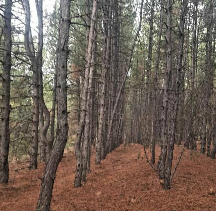 Фото "Родной стороны"