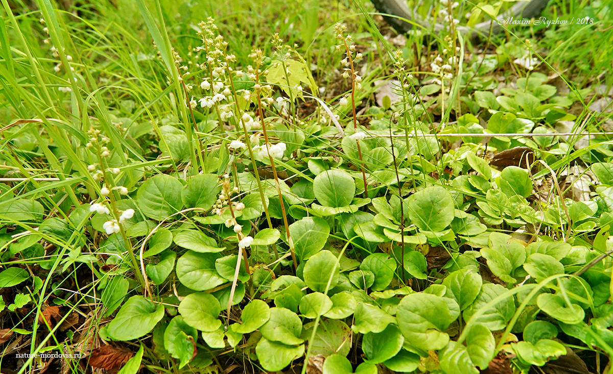 Грушанка круглолистная