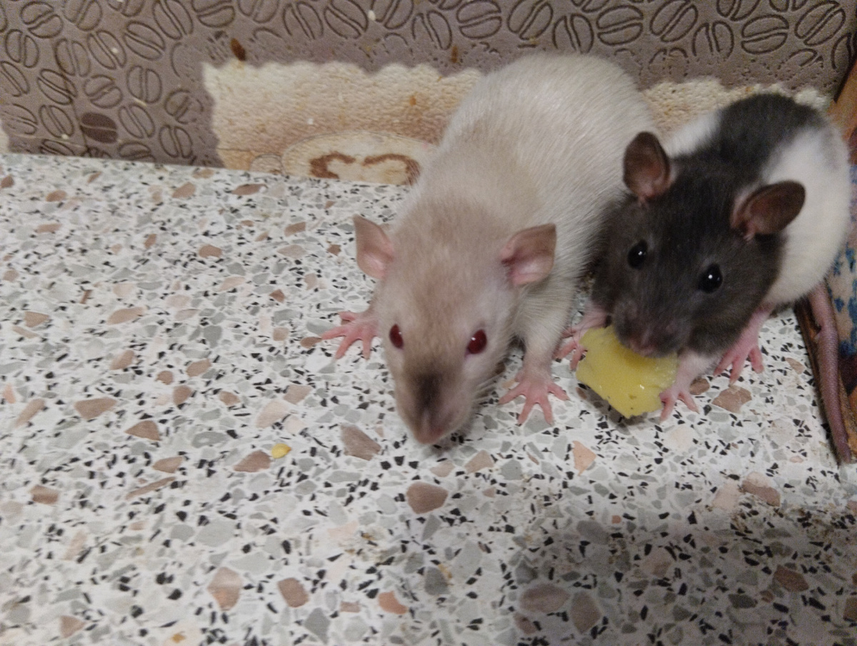 Наши крыски