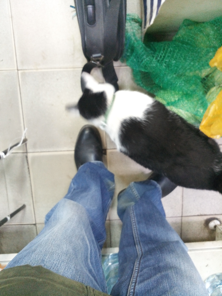 Кот Вася постоянно живущий в магазине. вот уже 3 года.