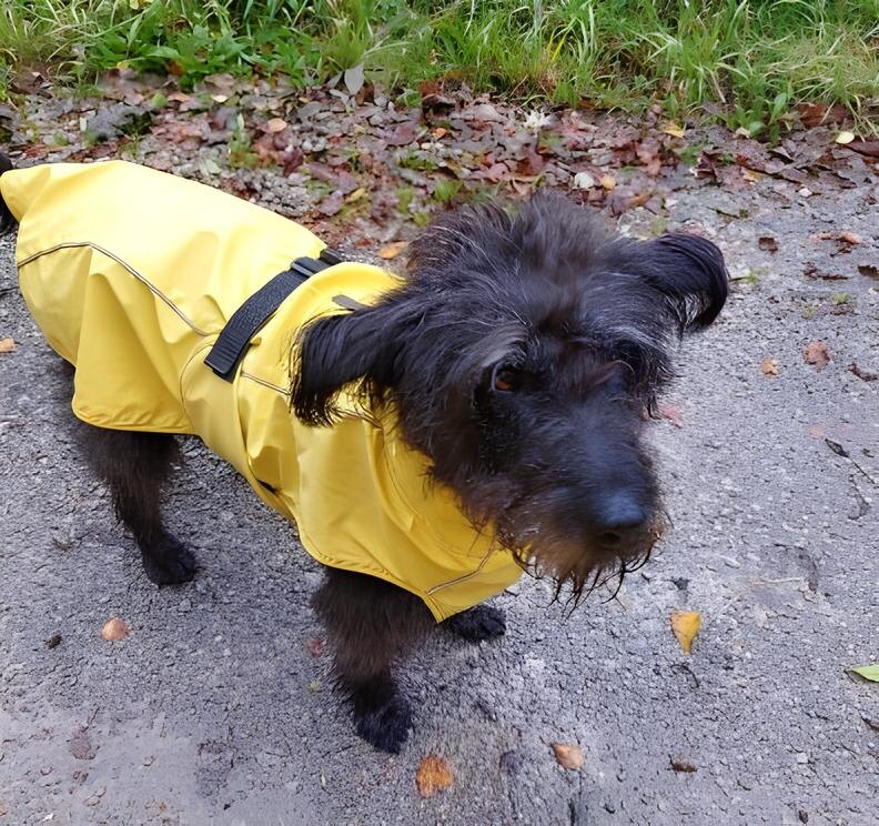 Чапа в новом дождевике. Германия не Сибирь, кончено, но чего мочить собачку, решил хозяин 