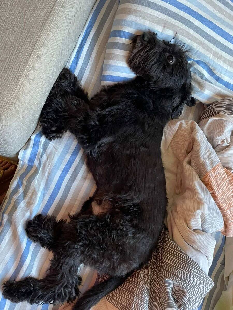 Диван затестен и успешно освоен