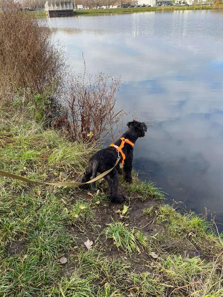 Пруд тоже Ричу по нраву пришёлся