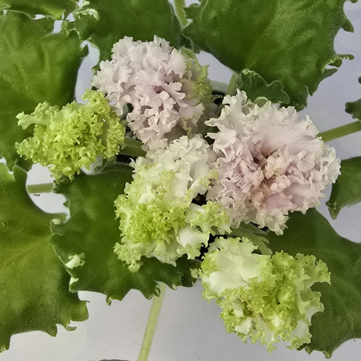 ВаТ-Найди Кота