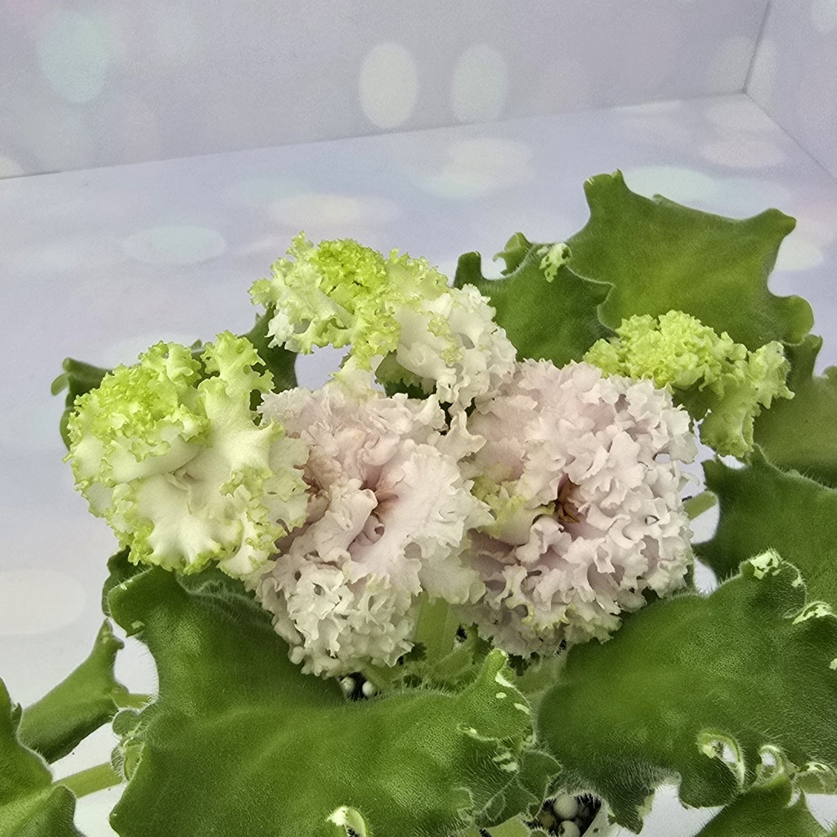 ВаТ-Найди Кота