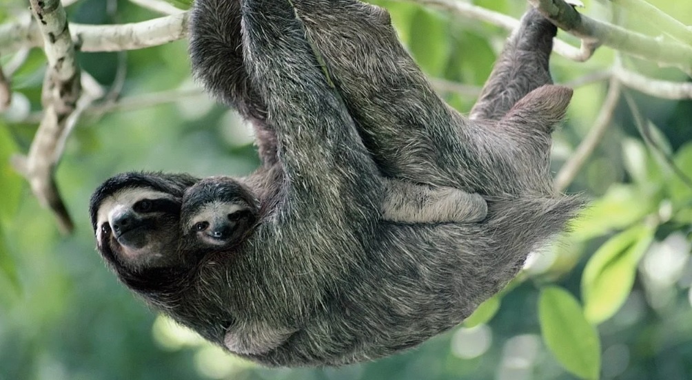  Интересно, как сказывается эволюция на ленивцах? /фото и картинки из доступного фонда Яндекс.Картинки/