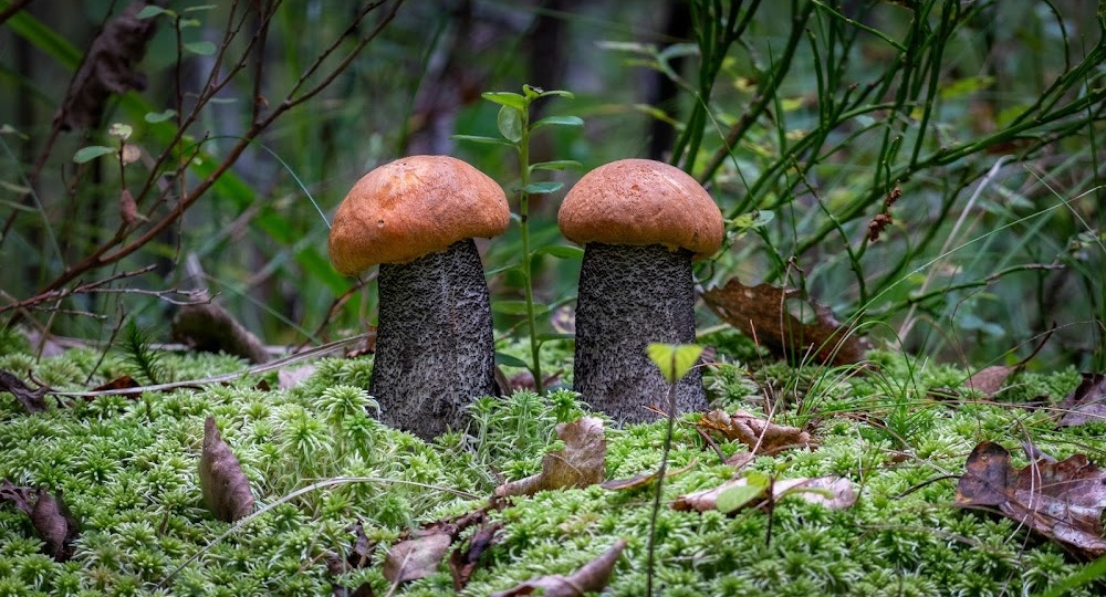 Красная Книга совести нашей. Охраняемые грибы Тульской области, часть III