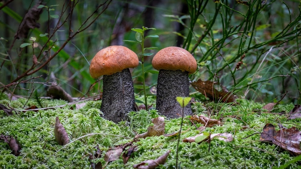 А это просто сочное фото в целях наживки (фото пользователя Пятаяпопытка)