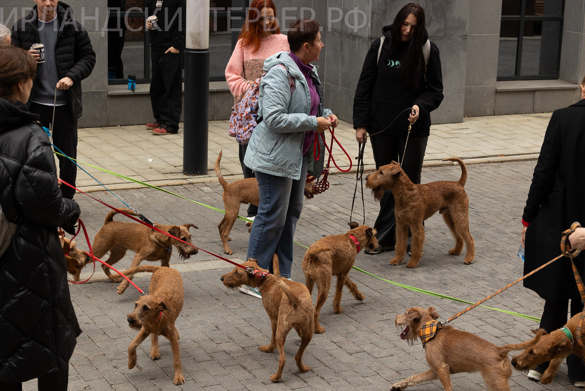 Я в центре броуновского движения рыжих