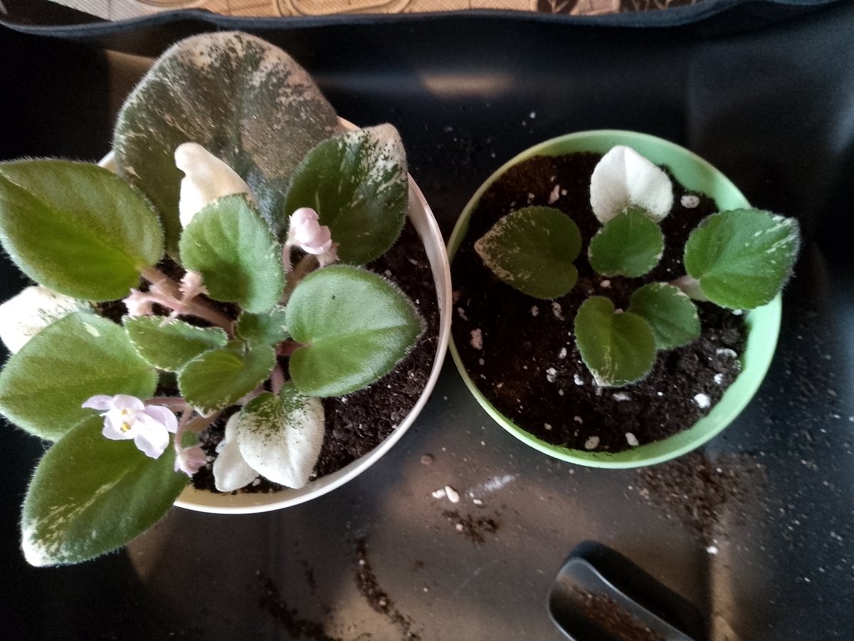 (фото из архива автора)