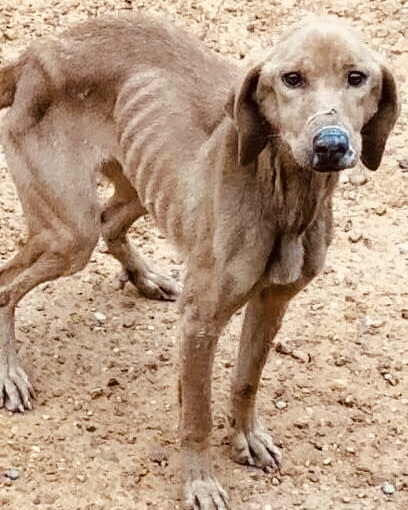 Новые хозяева не разрешили фотографировать животных, пока не решат вопрос забора со старыми. Но состояние собаки было примерно такое. Картинка из интернета.