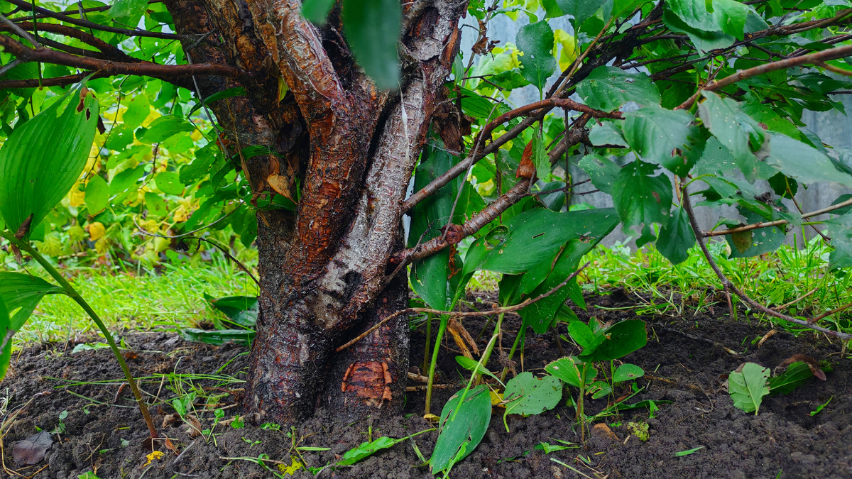 Кора деревьев очень уязвима в зимний период 