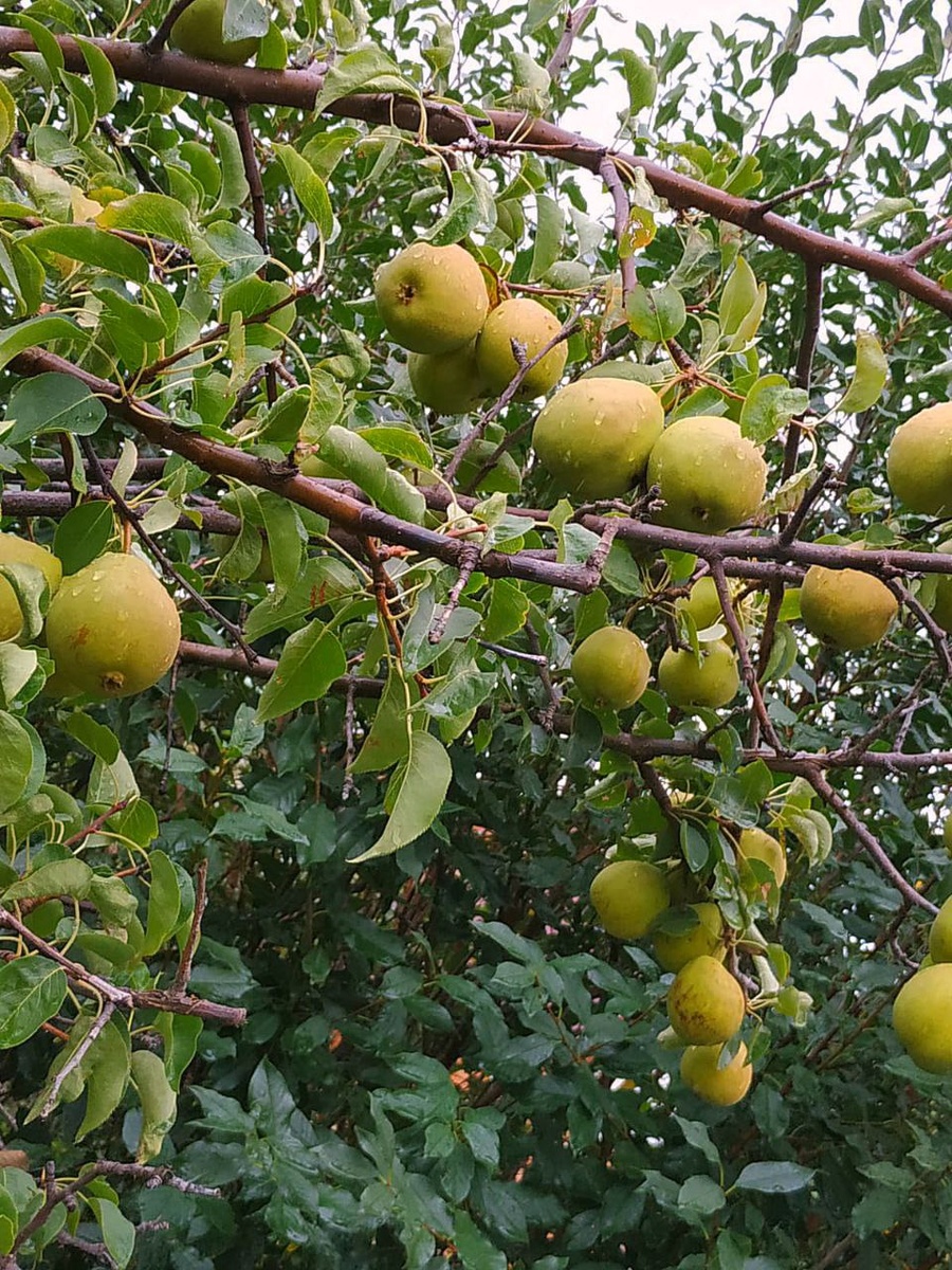 У нас был неудачный опыт, когда мы на зиму не защитили свой сад, и в раз лишились всего плодового сада, так как мыши обгрызли кору в кольцо у всех деревьев. 