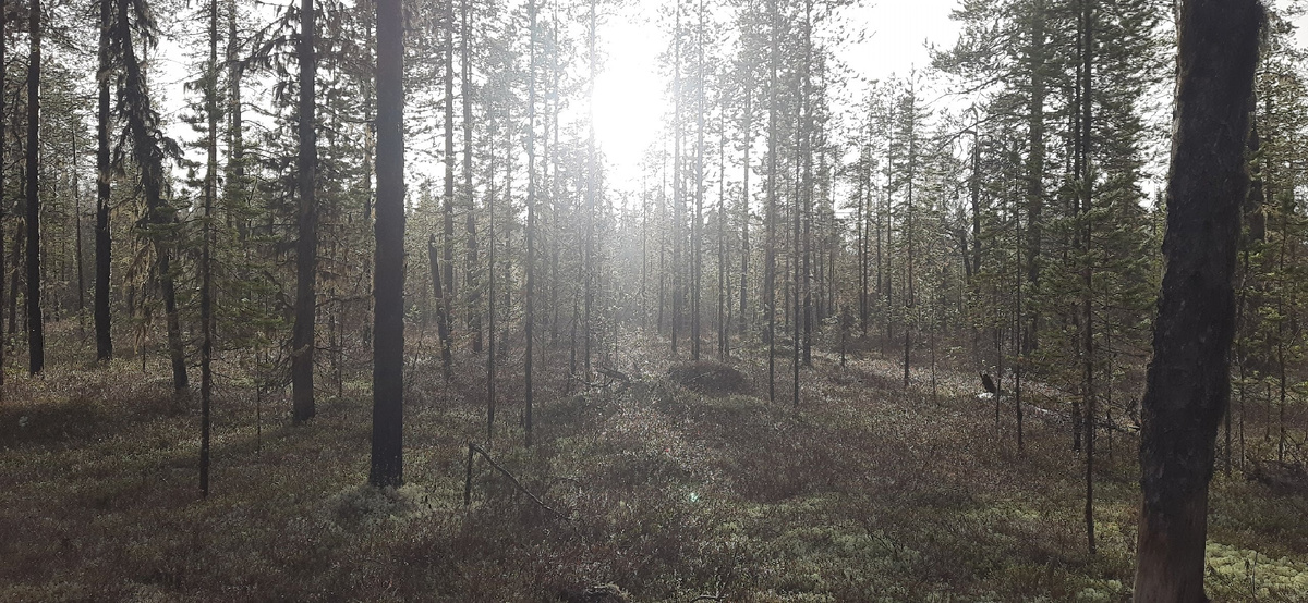 Тайга после дождя