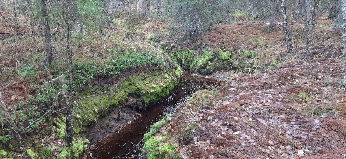 таежный ручей