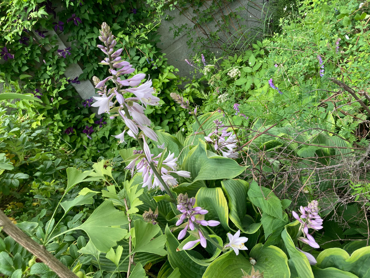 23 июня в моем саду