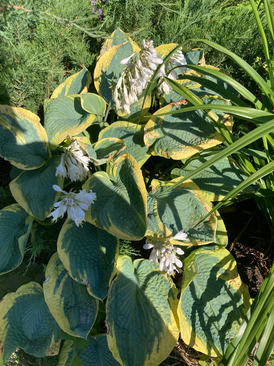 Ауреомаргината, фото мое