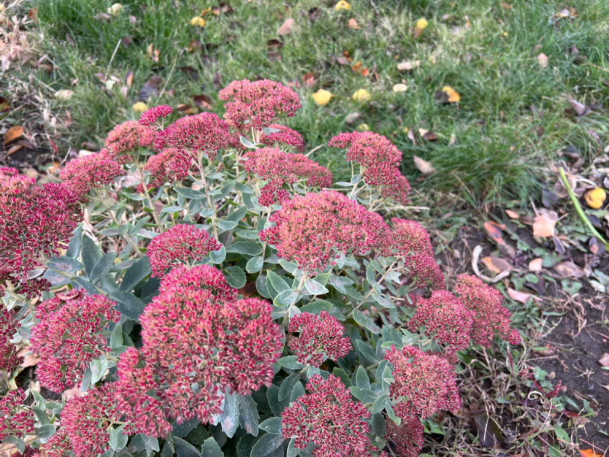 октябрь 2024 г.