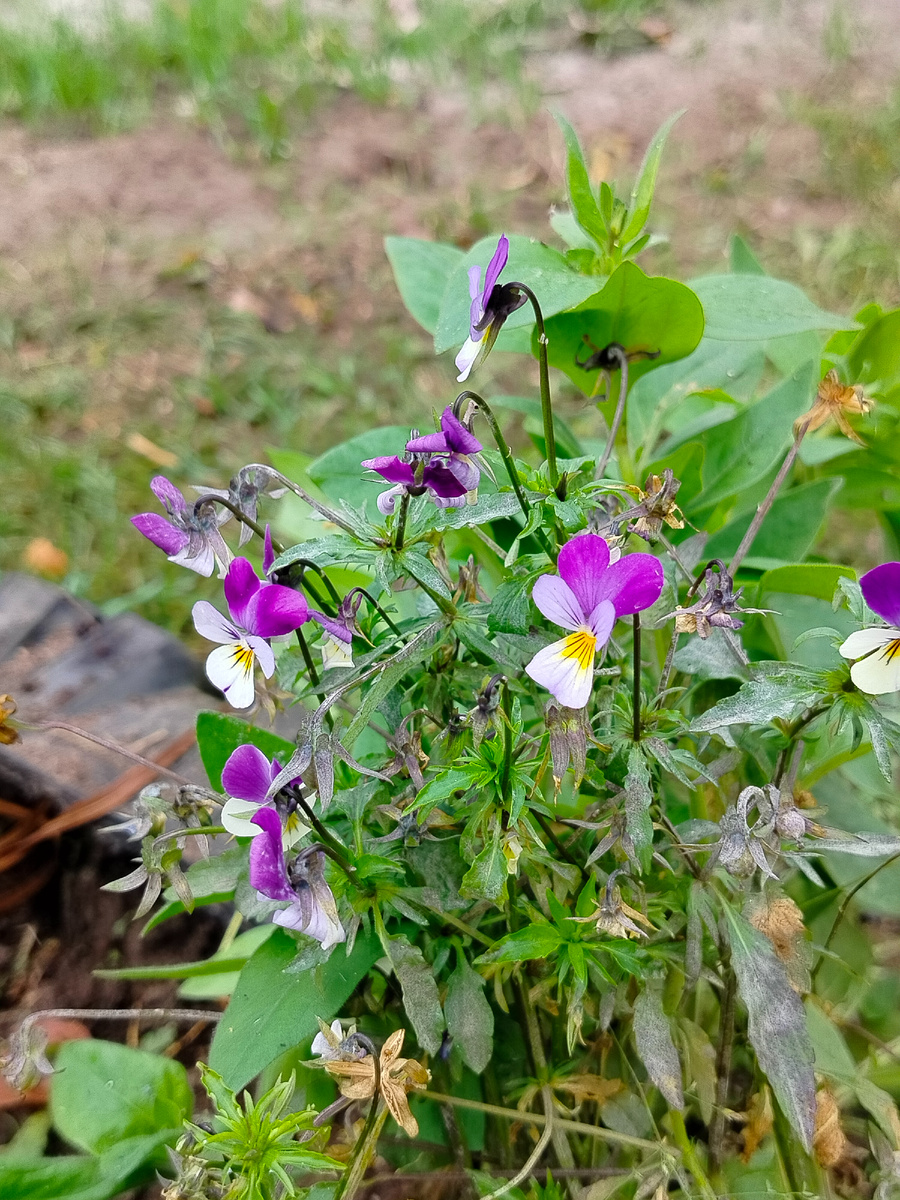 Октябрьские анютки