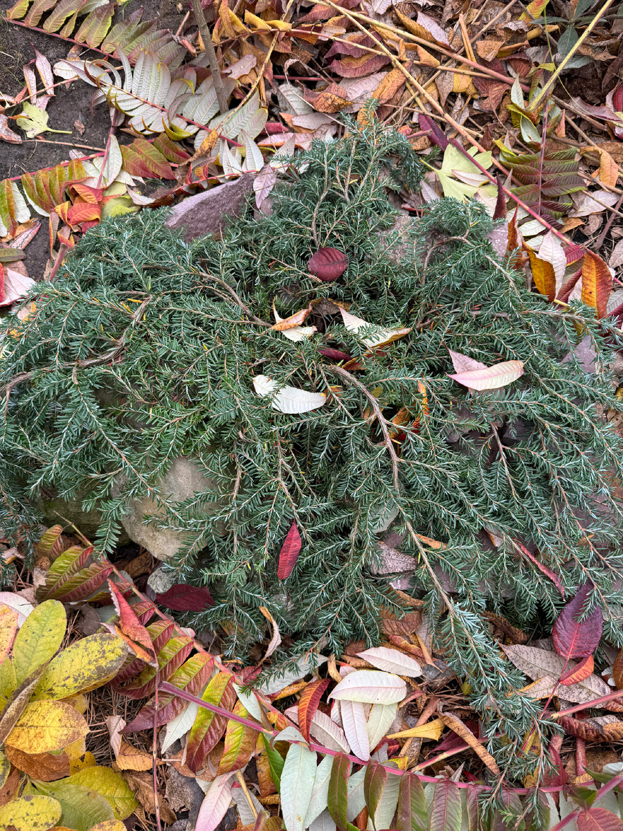 Моя тсуга Коулс Прострэйт 