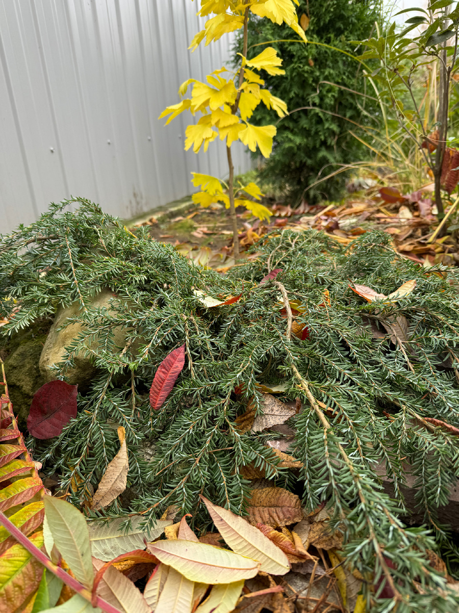 тсуга Коулс Прострэйт , а рядом Гинкго билоба