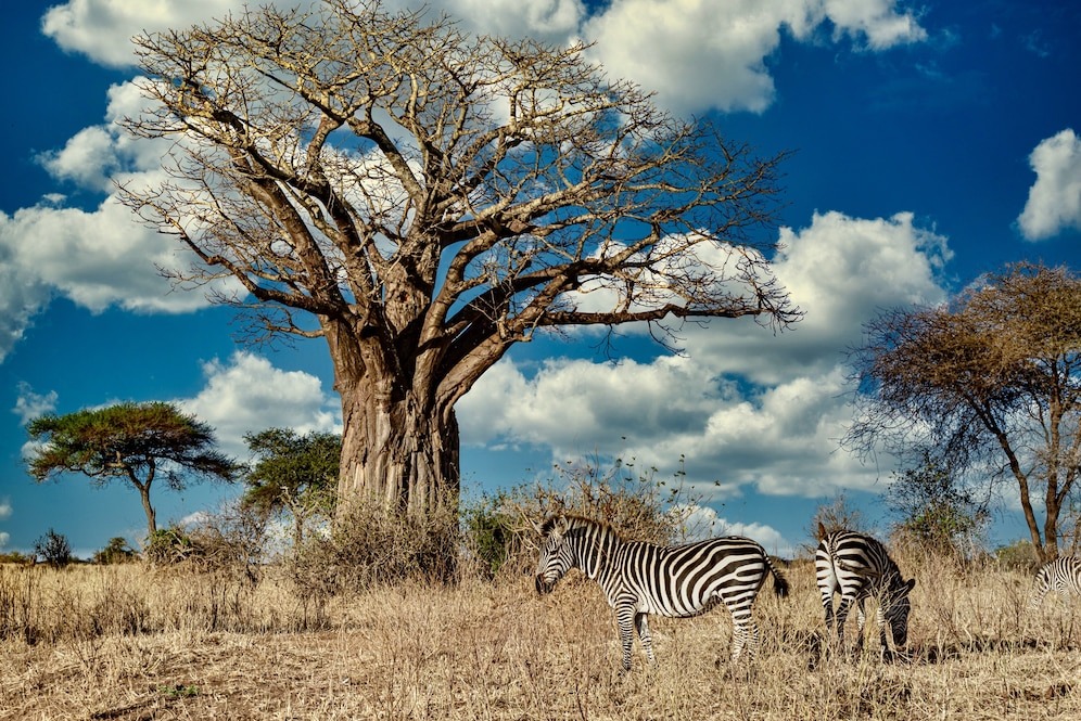 Источник: https://img.freepik.com/free-photo/field-covered-greenery-surrounded-by-zebras-sunlight-blue-sky_181624-18150.jpg?t=st=1741976867~exp=1741980467~hmac=6be845a56015c93bd1a02c2dd399ab05fb43add4ab63008c325fb6aa5c91be95&w=996