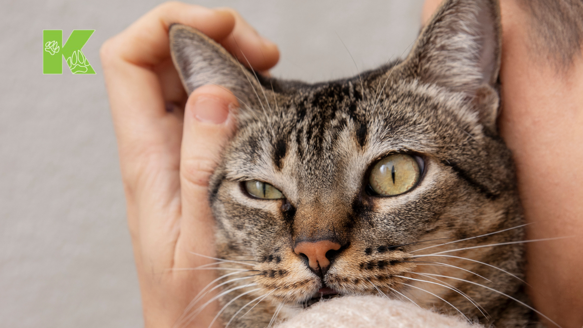 "Кошачий рай" в доме - основа физического здоровья вашей кошки