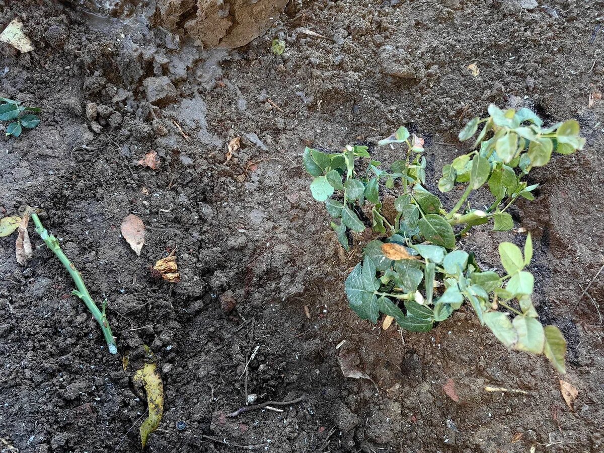 Сильная обрезка роз с еще не обрезанными листьями. Фото автора