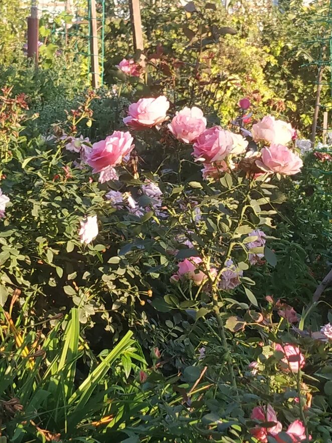 Чайно-гибридная и парковая розы. Фото Н. Мироновой
