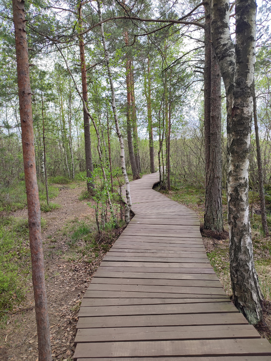 Экотропа "Сестрорецкое болото"