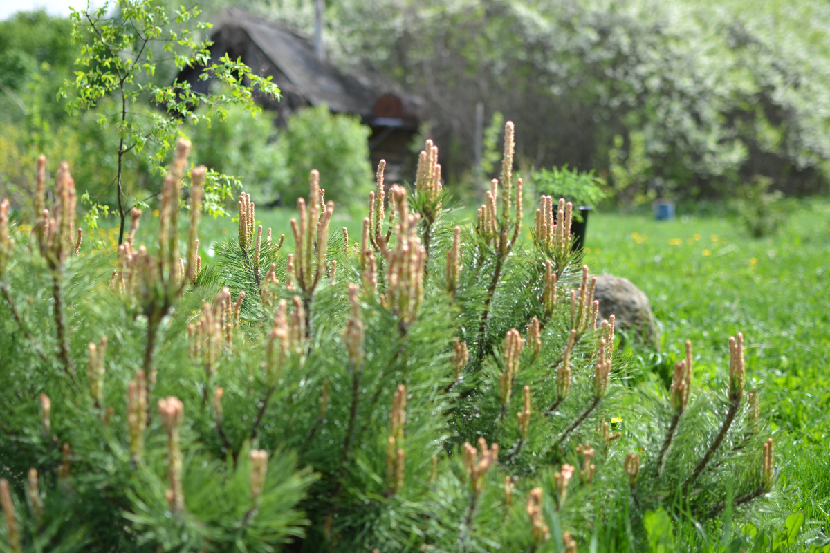 Сосна Горная мугус и бересклет бородавчатый на фоне