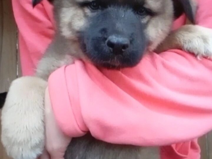 Ася, Балу и Стефа- щенки Леси один краше другого