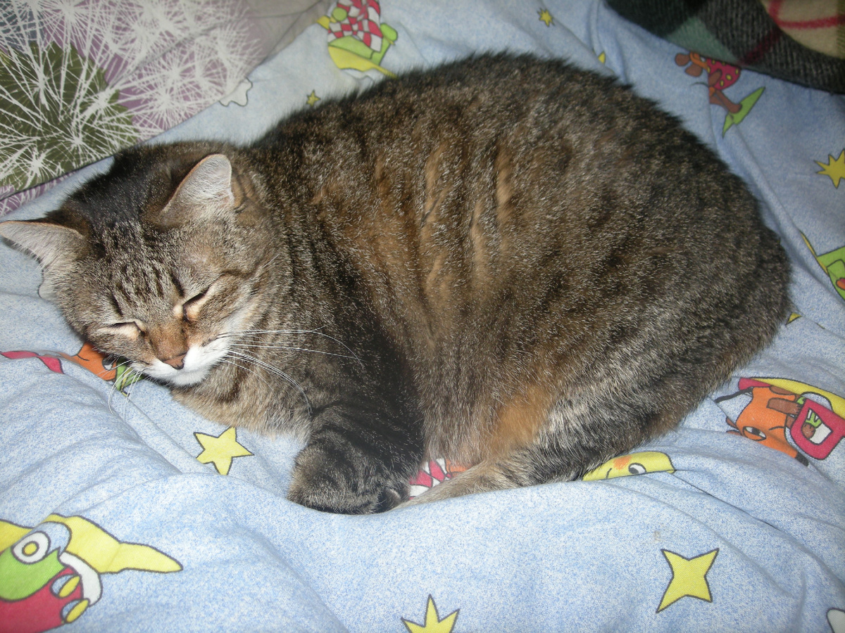 Мурка, фото автора