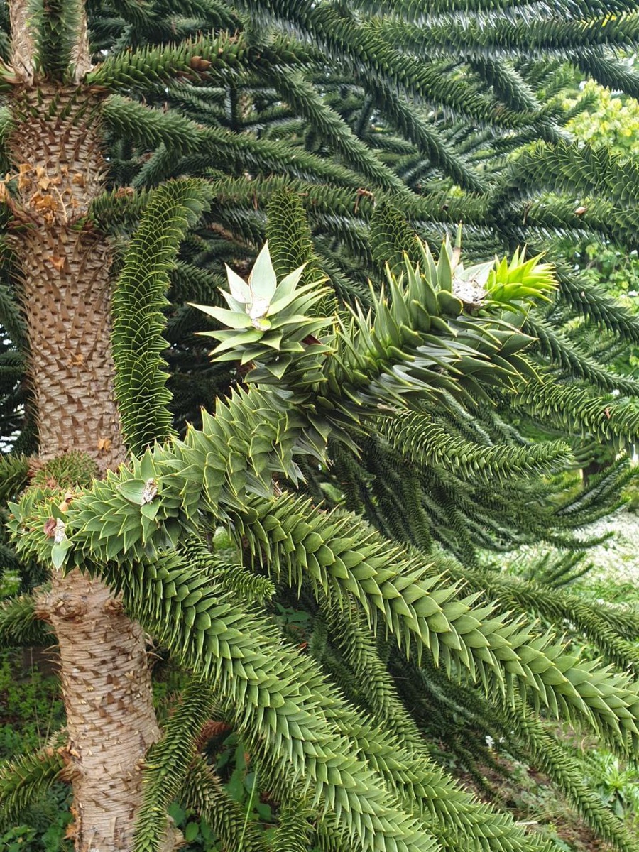 Пальма? Ёлка?