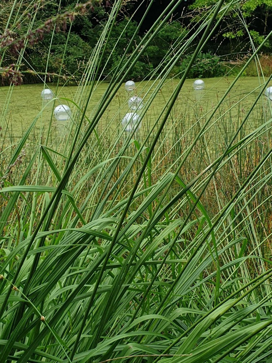 Озеро системы болото. Шарики - это вроде как пузыри воздуха. Вечером они подсвечиваются