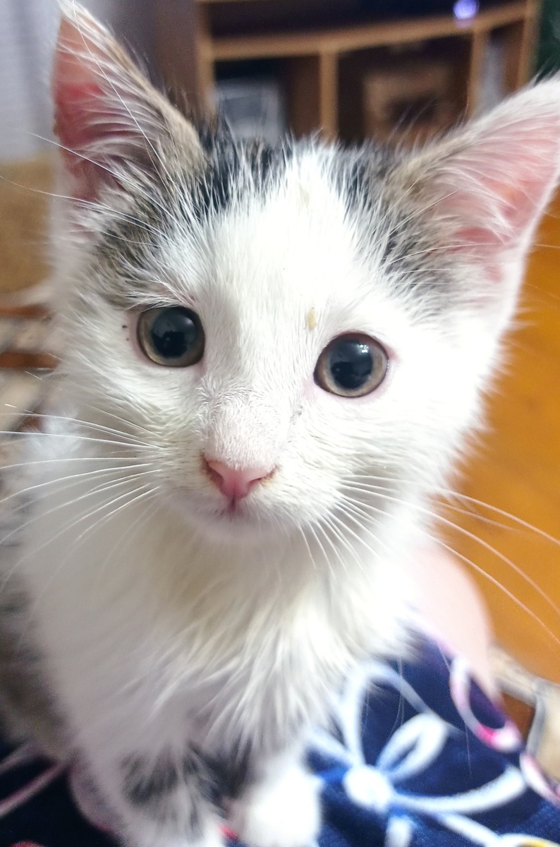 Глазастая, мурчащая. Уже домашняя. 